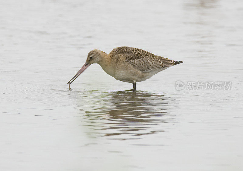 白尾白鲸(Limosa lapponica)